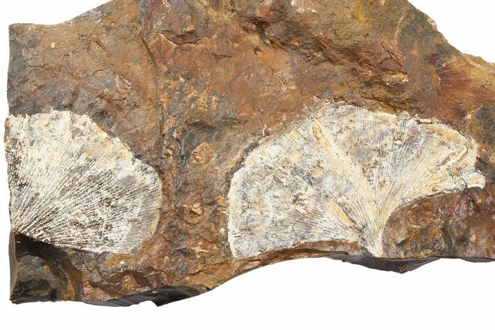 Two Fossil Ginkgo Leaves From North Dakota - Paleocene #262610